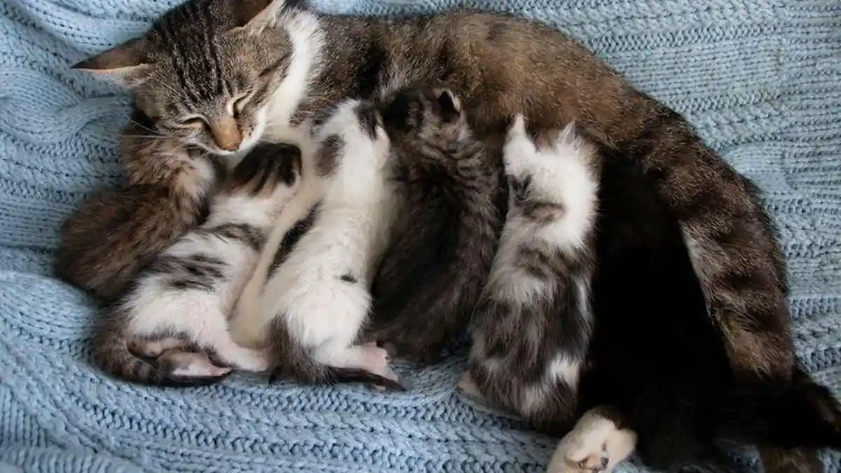 Arti Kucing Melahirkan Didalam Rumah Pertanda Datangnya Rezeki, Simak Penjelasannya