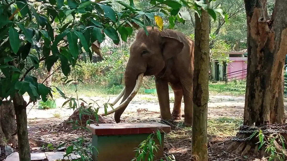 Gajah di Taman Margasatwa Semarang Dirantai, Pengelola: Dia Galak dan Suka Mengamuk