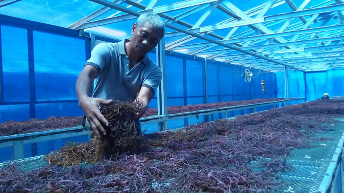 KKP Kembangkan Industri Rumput Laut di Natuna