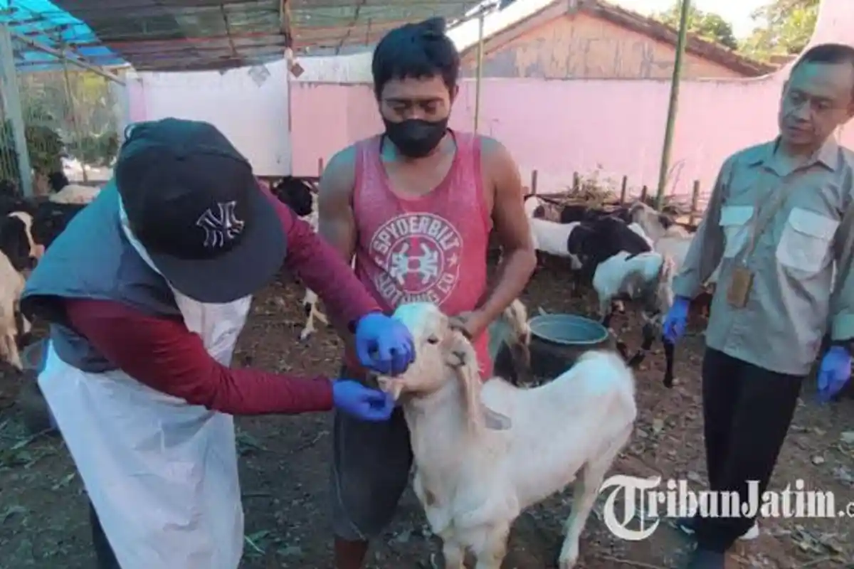 Lapak Pedagang Hewan Kurban di Banyuwangi Dicek, Dapat Sertifikat Veteriner untuk yang Sehat
