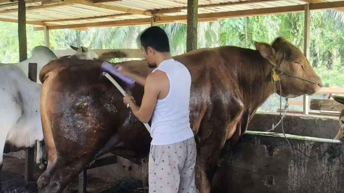 Malika, Sapi Kesayangan Peternak Bontang yang Terpilih Jadi Hewan Kurban Presiden Prabowo