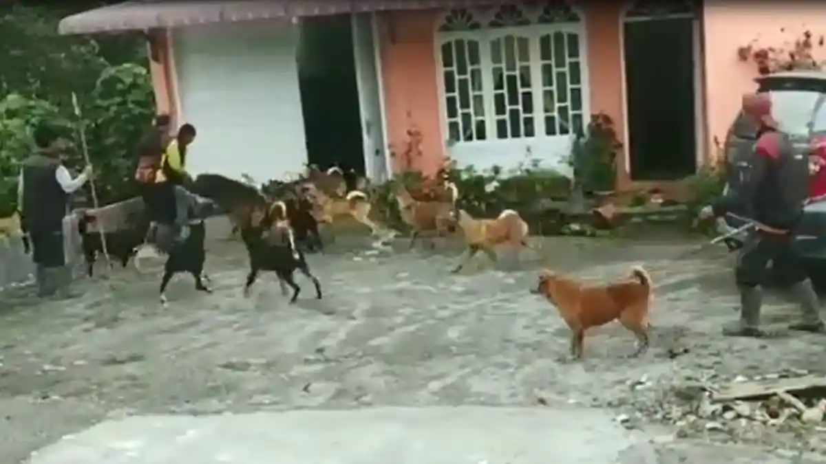 Viral Video Babi Masuk Rumah di Bener Meriah Hebohkan Warga