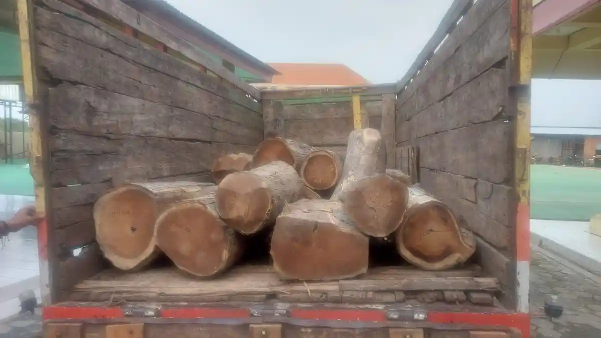 Terungkap! Kasus Illegal Logging di Blora, 18 Gelondong Kayu Disita Jadi Barang Bukti