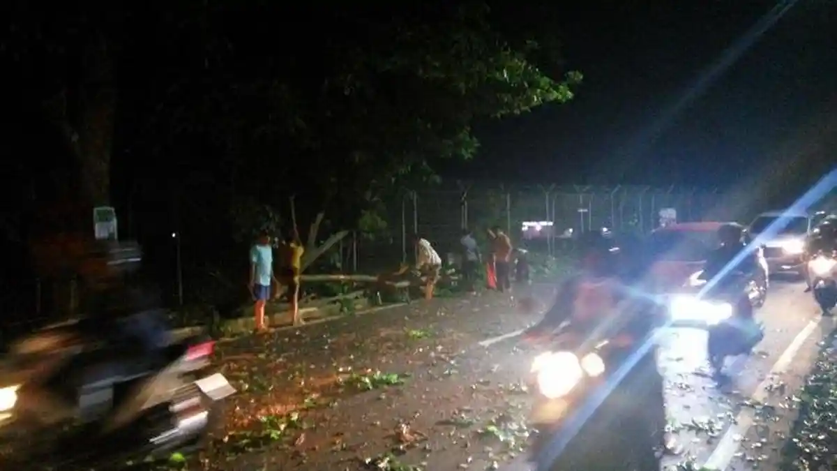 Tak Ada Angin dan Hujan, Pohon Angsana Ambruk dan Timpa Innova di Jalan Pondok Cabe Raya