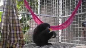 siamang-yang-diserahkan-warga-lhokseumawe.jpg