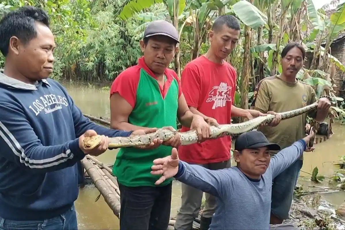 Geger Ular Piton 2 Meter Masuk Teras Rumah Warga Mejobo Kudus Saat Banjir