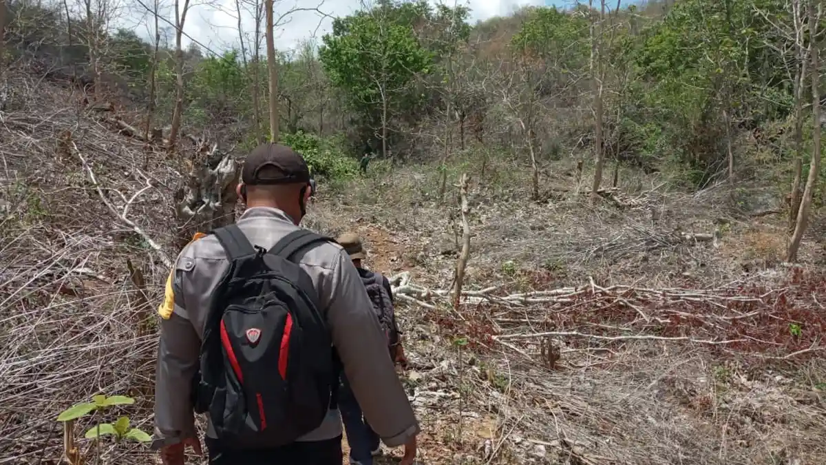Hutan di NTB Semakin Gundul, Banyak Daerah Kehilangan Mata Air