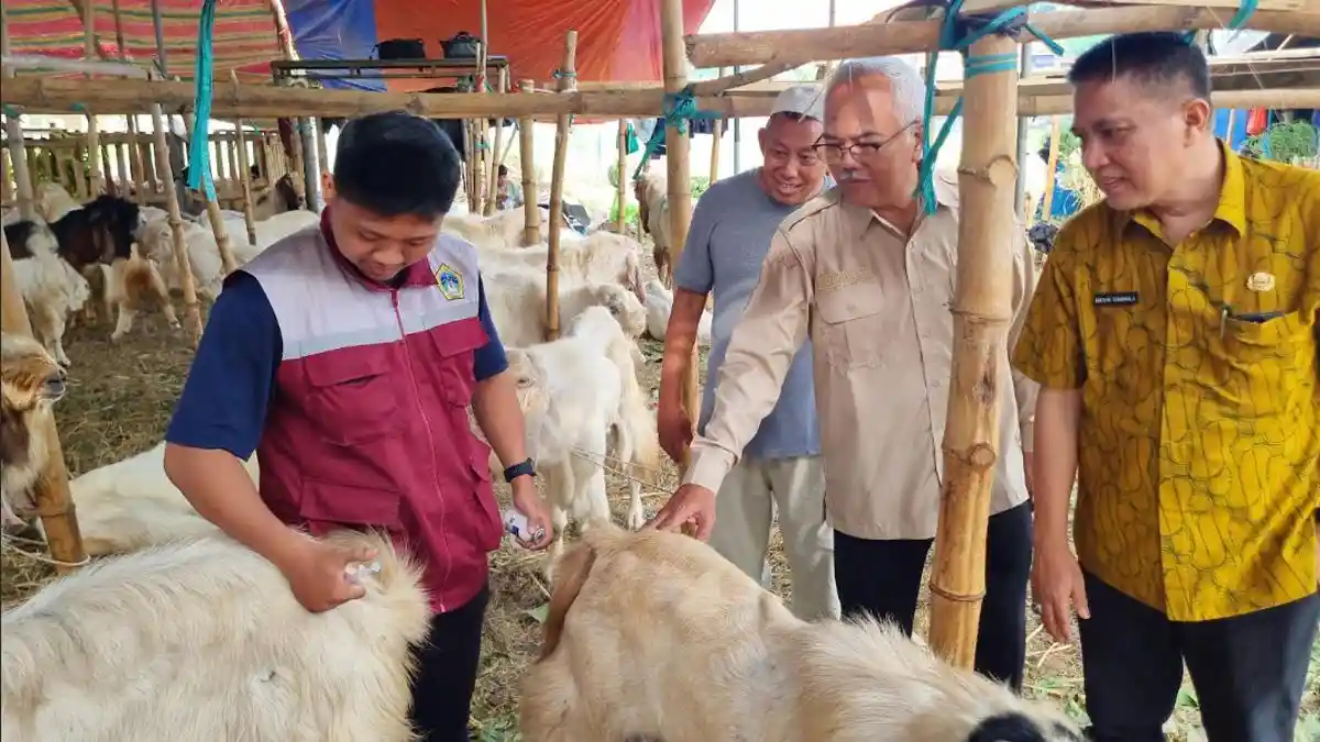 Dispertan Gresik Tinjau Pasar Hewan Kurban, Pastikan Tak Terjangkit PMK