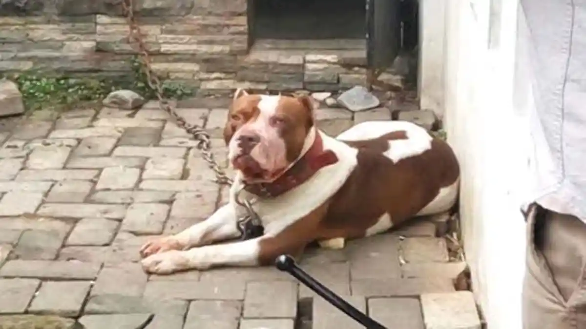 Sasa Sempat Salat Dzuhur Bersama Neneknya Sebelum Tewas Digigit Pitbull