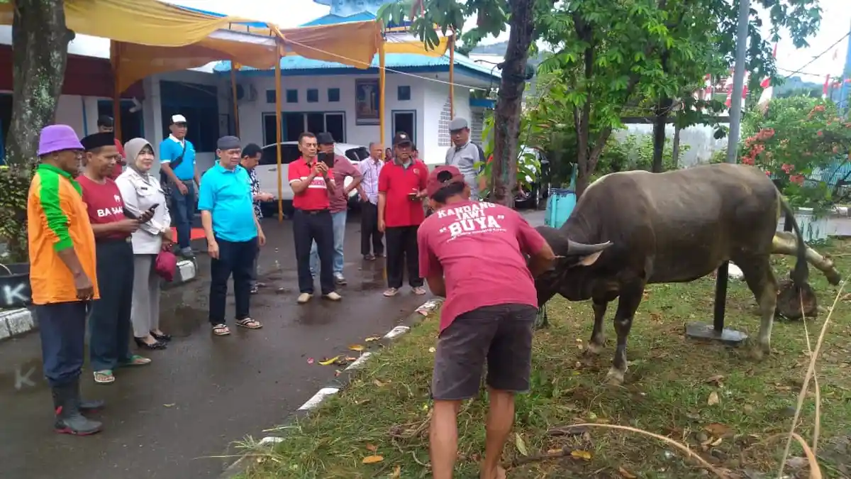 2 Sapi dan 3 Kambing Disembelih di Kantor PWI Sumbar, Wujud Syukur dan Pengorbanan
