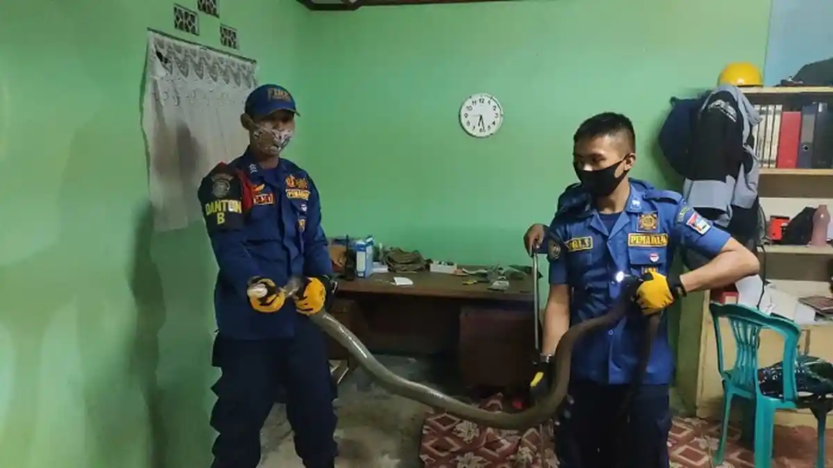 Ular Sepanjang 3 Meter Masuki Rumah Warga Kota Padang, Tim Damkar Tangkap di Dekat Meja Belajar