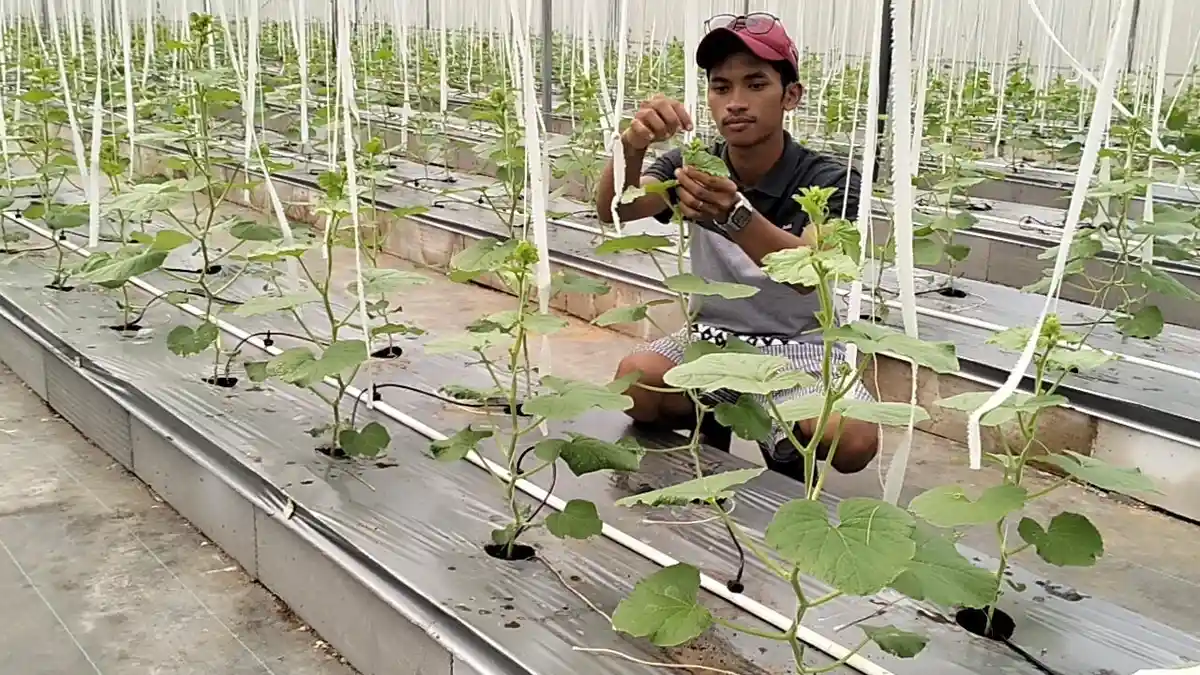Cara dan Langkah-langkah Daftar Petani Milenial 2024 Gaji Rp 10 Juta Per Bulan