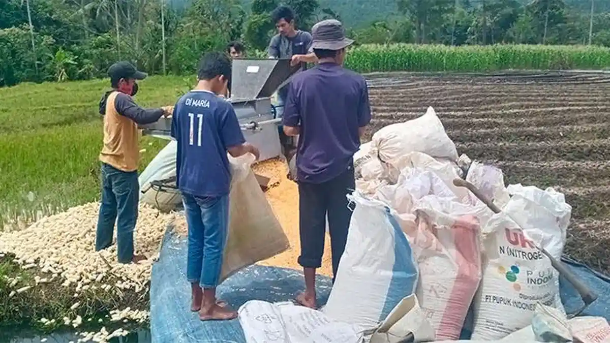Harga Jagung Kering di Gayo Lues Anjlok