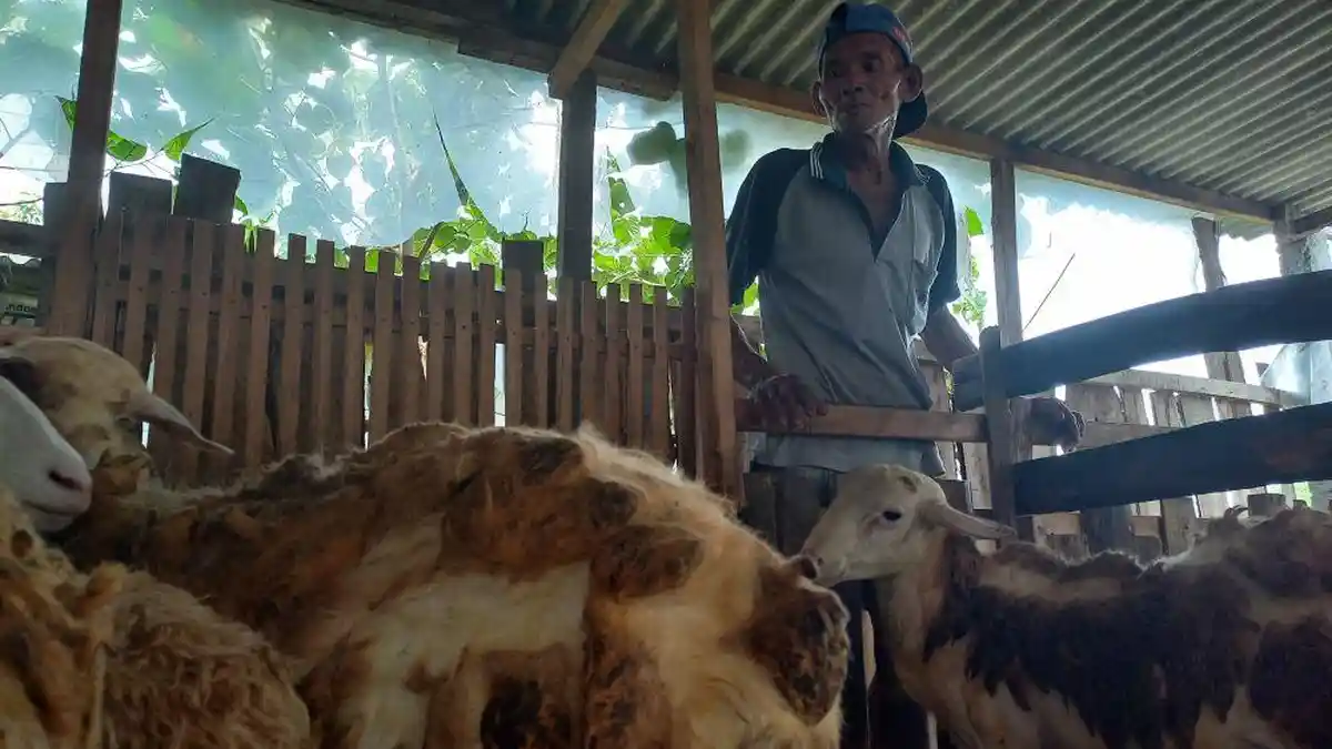 Cerita Warga Gribig 'Sulap' Lokalisasi Pelacuran Terkenal di Kudus Jadi Sentra Peternakan Terpadu