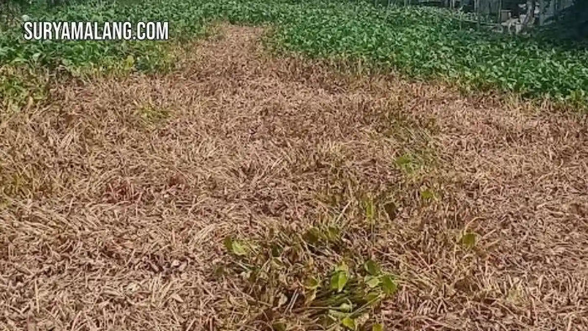 Enceng Gondok Jadi Masalah Usai Disemprot Herbisida Pakai Drone di Lamongan
