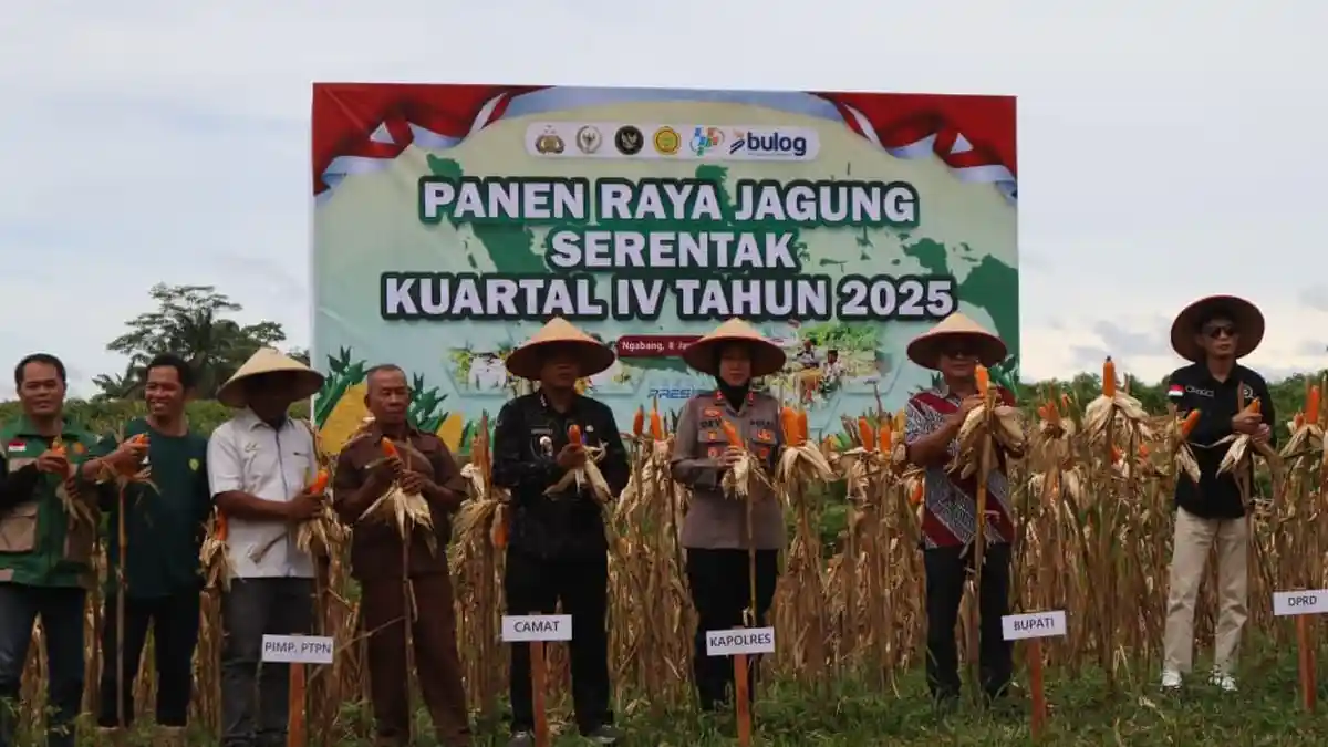 Dukung Program Nasional, Polres Landak Sukseskan Panen Raya Jagung ...