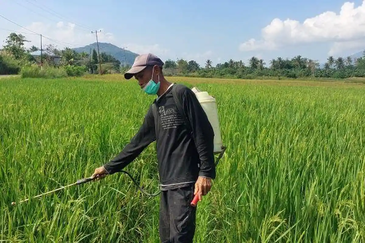 Macam-macam Hama Serang Tanaman Padi di Flores Timur, Petani Kewalahan