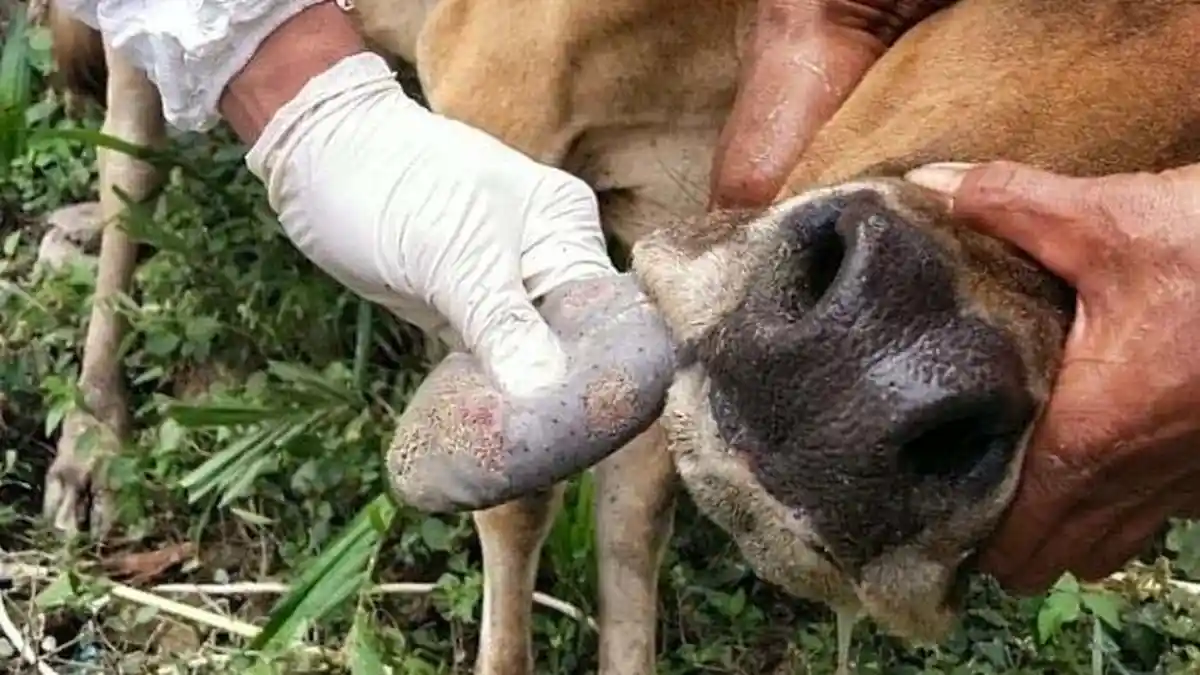 Apakah Daging Sapi yang Terjangkit Penyakit Mulut dan Kuku Aman Dikonsumsi?