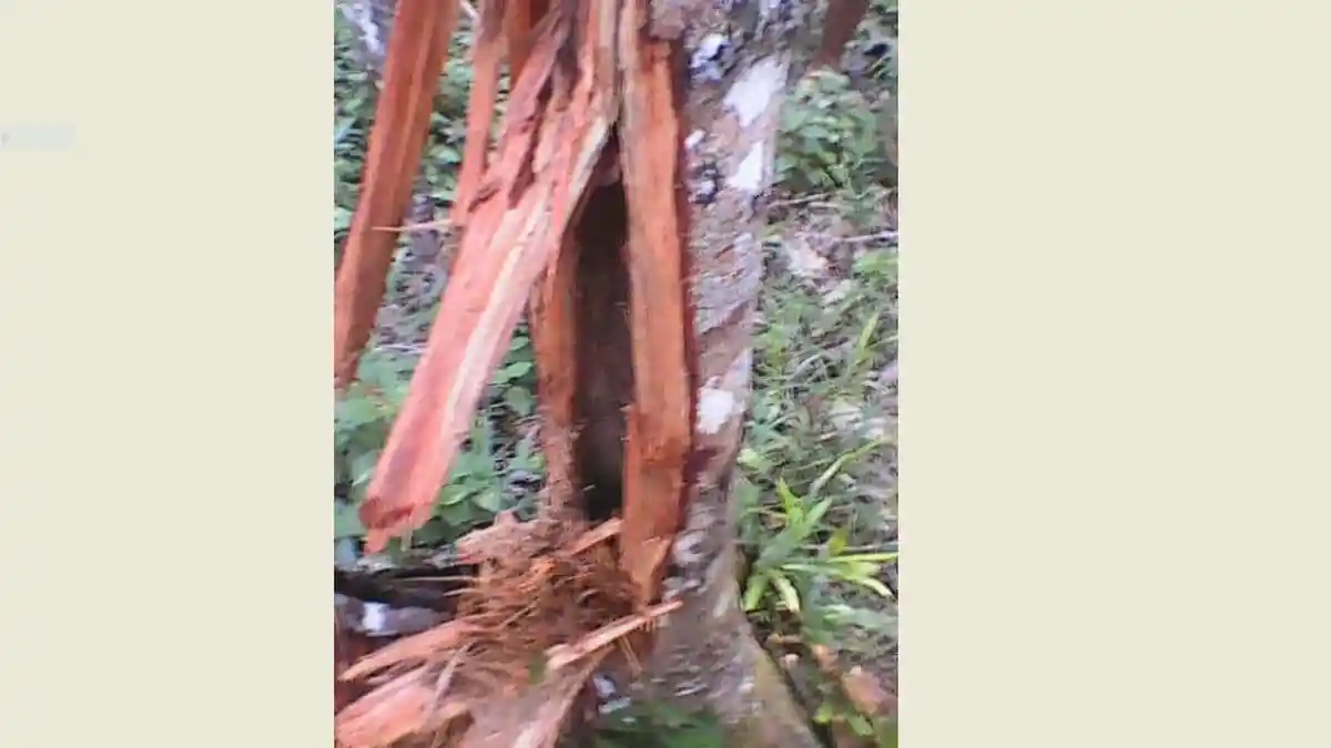 Pohon Jengkol Pak Mak Diacak-acak Beruang, Pak Sudir Bertemu Beruang Jarak 10 Meter