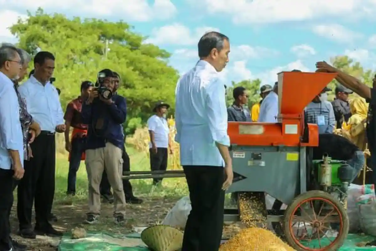 Presiden Jokowi Dilema Soal Dampak Harga Jagung bagi Petani dan Peternak