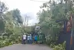 Angin Kencang Tumbangkan Pohon di Taman Makmur Ambon, Timpa 1 Unit Angkot