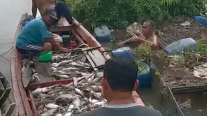 Warga-mengeluarkan-ribuan-bangkai-ikan.jpg