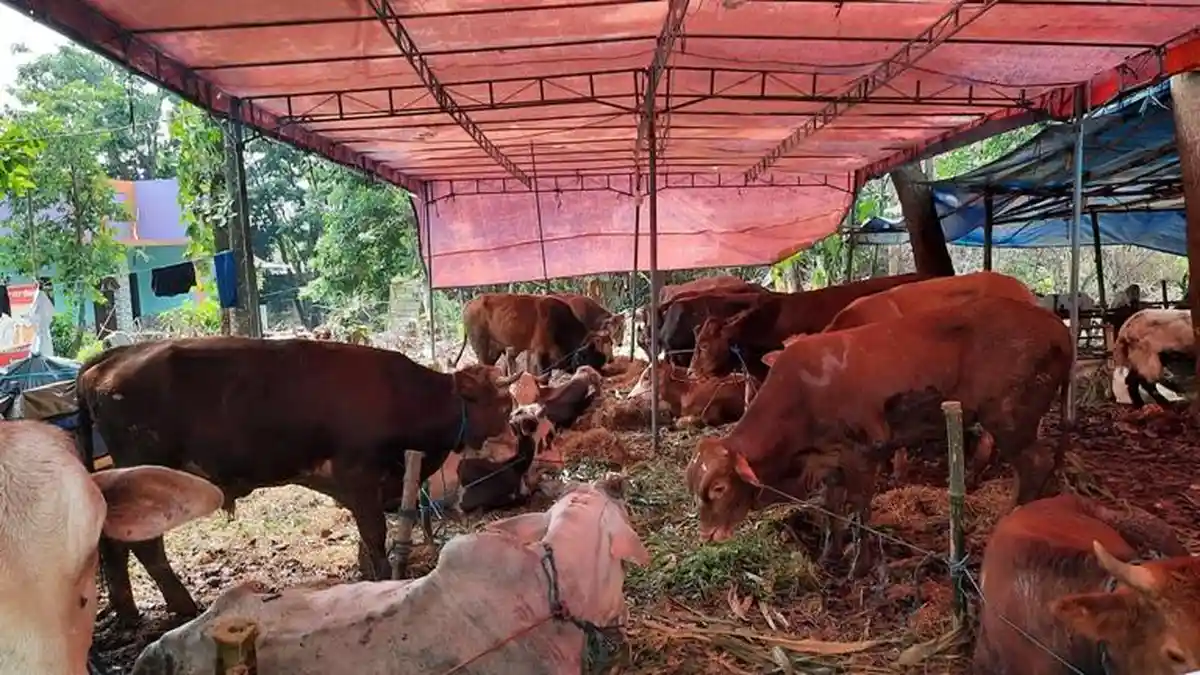 Buka Lapak Hewan Kurban saat Wabah PMK, Tim Gabungan Pemkot Temukan Pedagang Tak Kantongi Izin