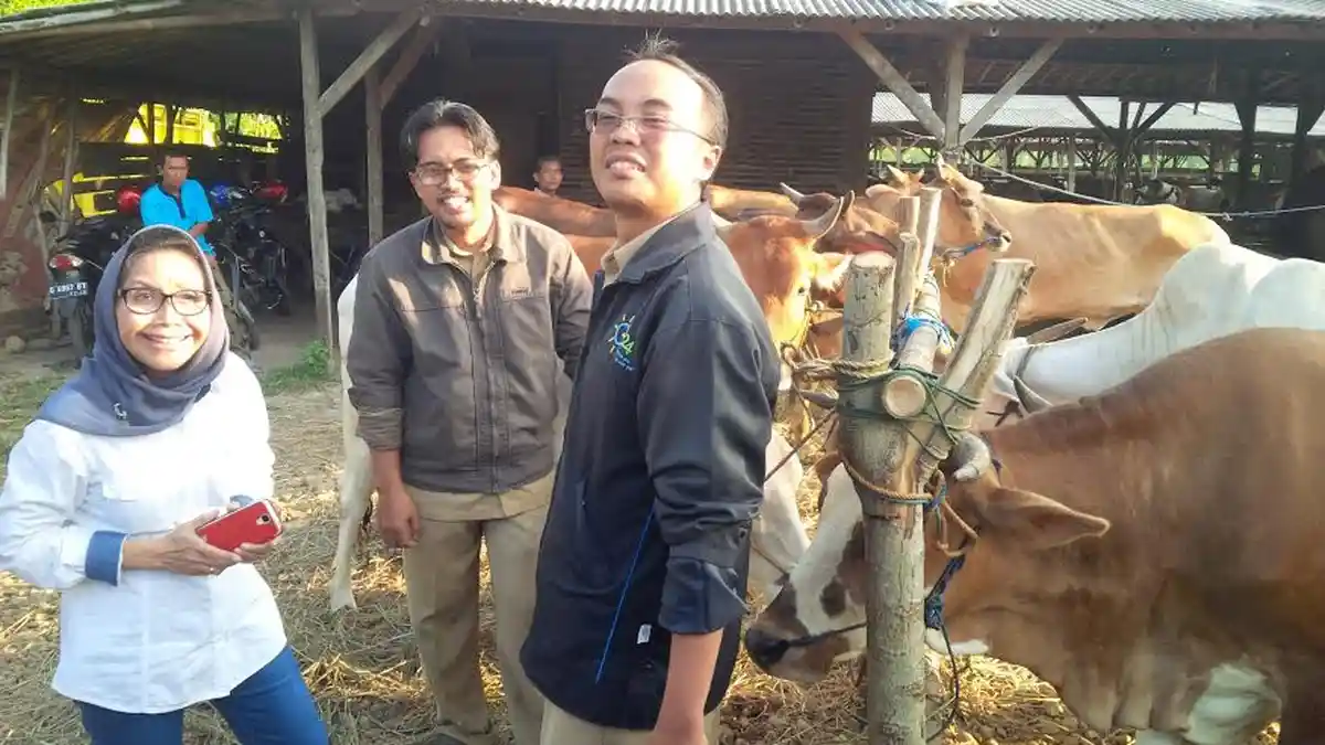 Jangan Khawatir, Tersedia 23 Ribu Ekor Sapi untuk Idul Adha di Kabupaten Pekalongan
