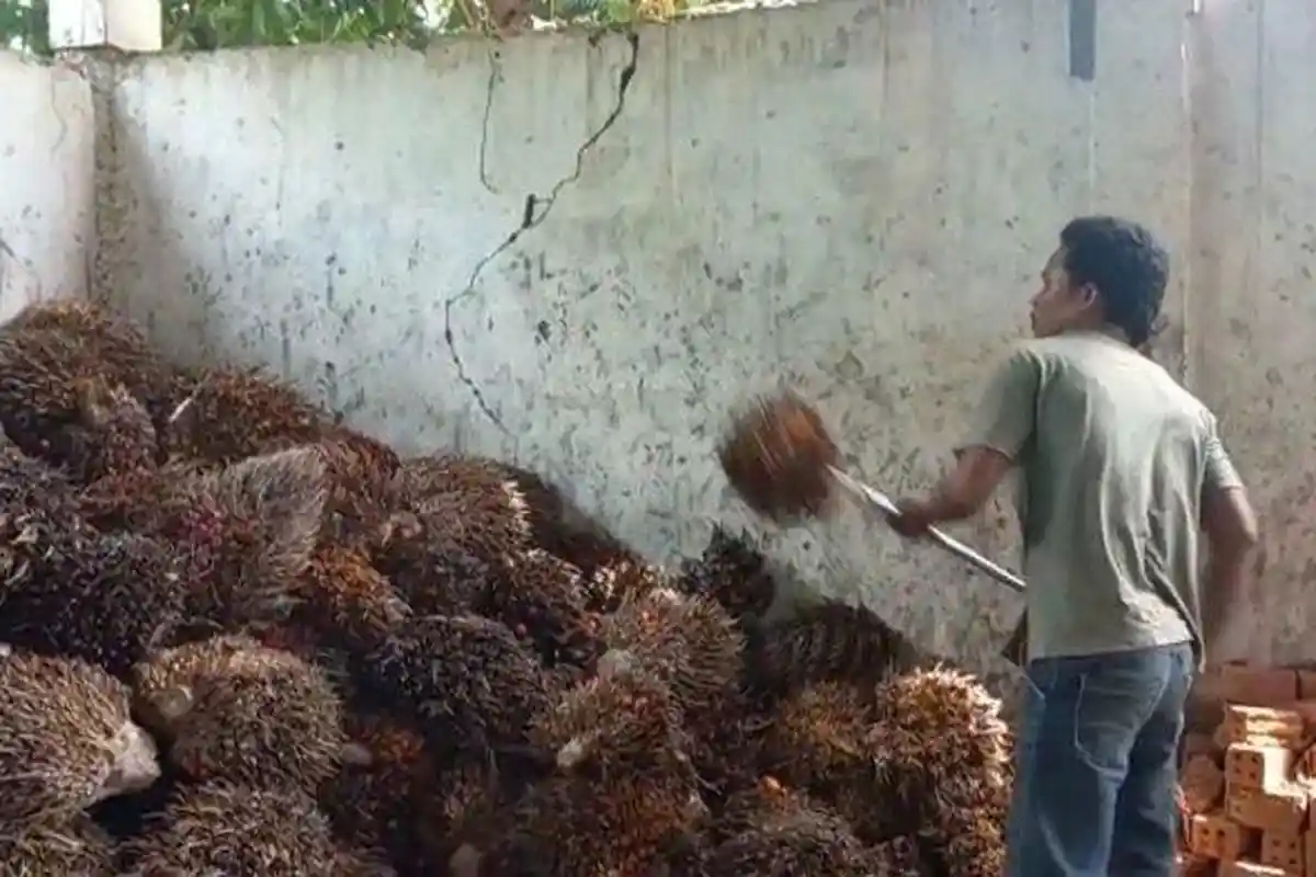 Harga TBS Sumsel Mei 2022 Sudah Keluar, Harga Sawit Diperbarui Tiap Dua Minggu