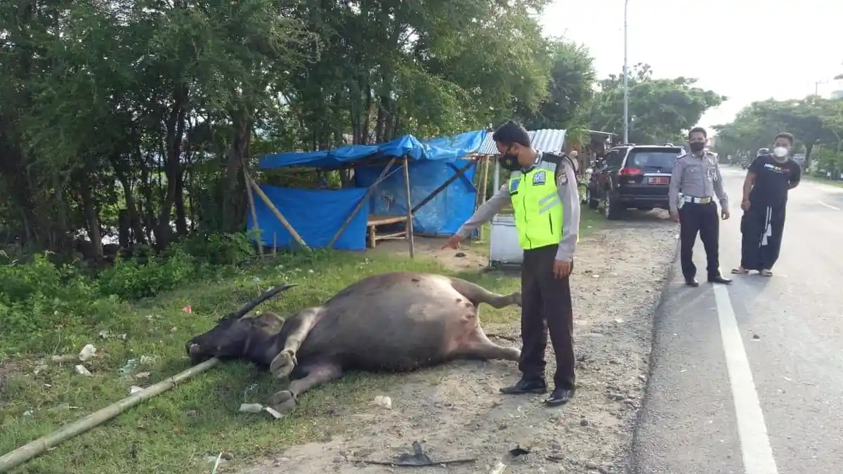 Mobil Dinas di Majene Tabrak Kerbau Hamil Hingga Mati, Pemilik Ternak Rugi Rp 50 Juta