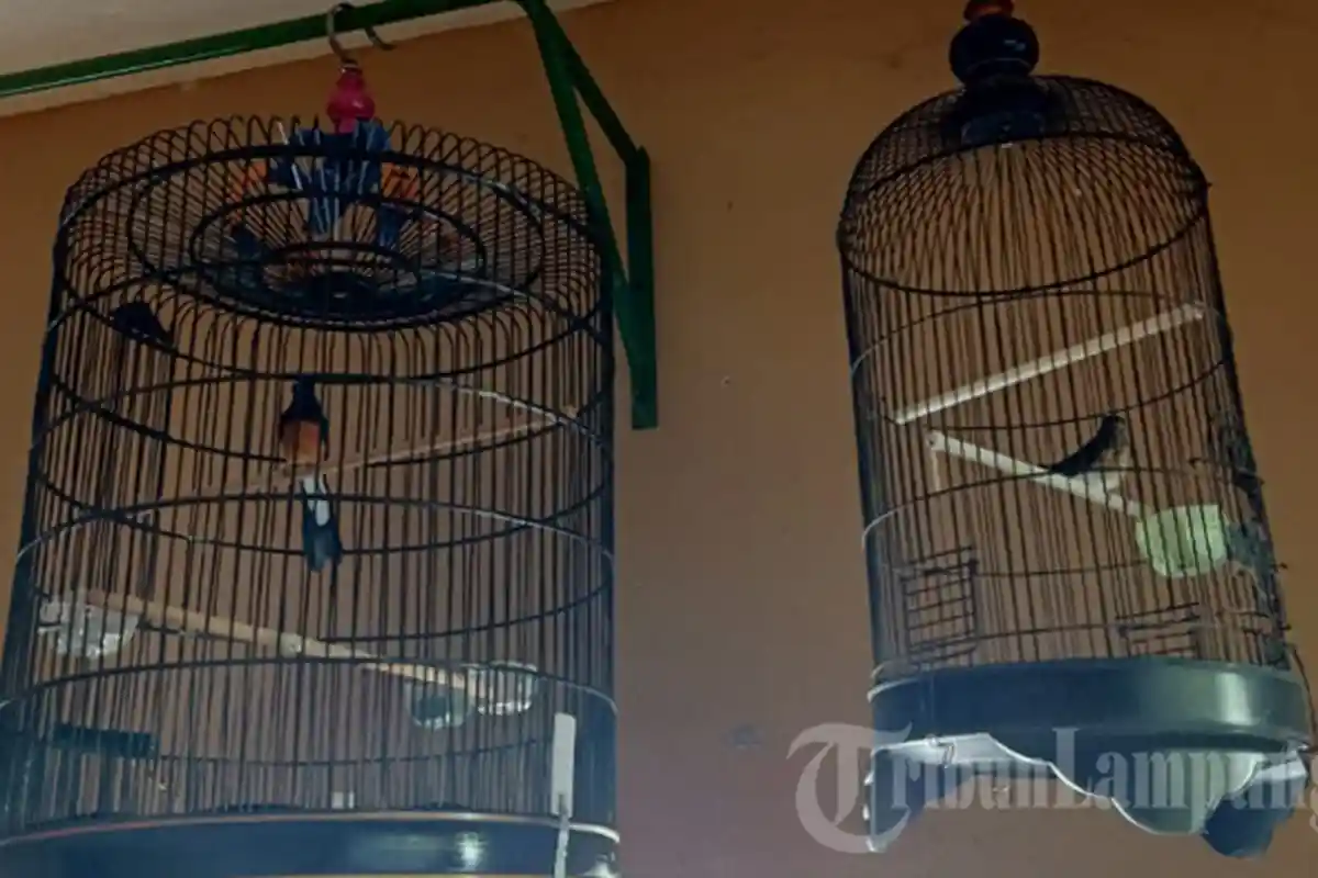 Korban Pencurian Burung Kicau di Lampung Tengah Kaget Lihat Sangkar Jatuh
