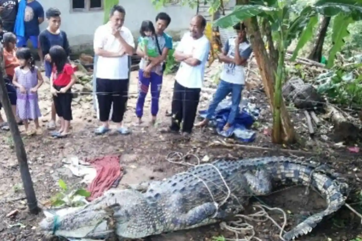Sempat Akan Dihukum Pancung, Nasib Buaya Ompong Berukuran Jumbo Tunggu Keputusan Pawang