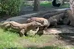 Komodo-hasil-pengembangbiakan-Kebun-Binatang-Surabaya-KBS-menyantap-daging-kambing.jpg