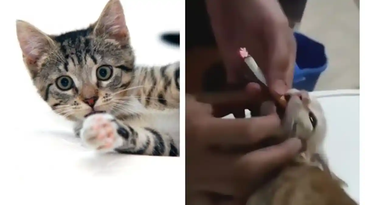 Bejat, Pemuda Paksa Kucing Hisap Rokok Hingga Bersorak Girang, Begini Nasib Kucing Sekarang