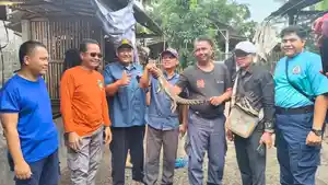 Proses-evakuasi-buaya-di-Desa-Deyeng-Kecamatan-Ringinrejo-Kabupaten-Kediri-Kamis-3042026.jpg