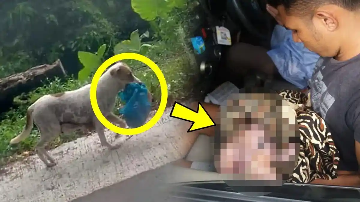 Anjing Lari Bawa Bungkusan Plastik, Ternyata Berusaha Beritahu Warga Isinya Bayi