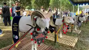 Senopati-Domba-Garut-milik-warga-KBB-saat-tampil-dalam-kontes-ternak-di-Lembang.jpg