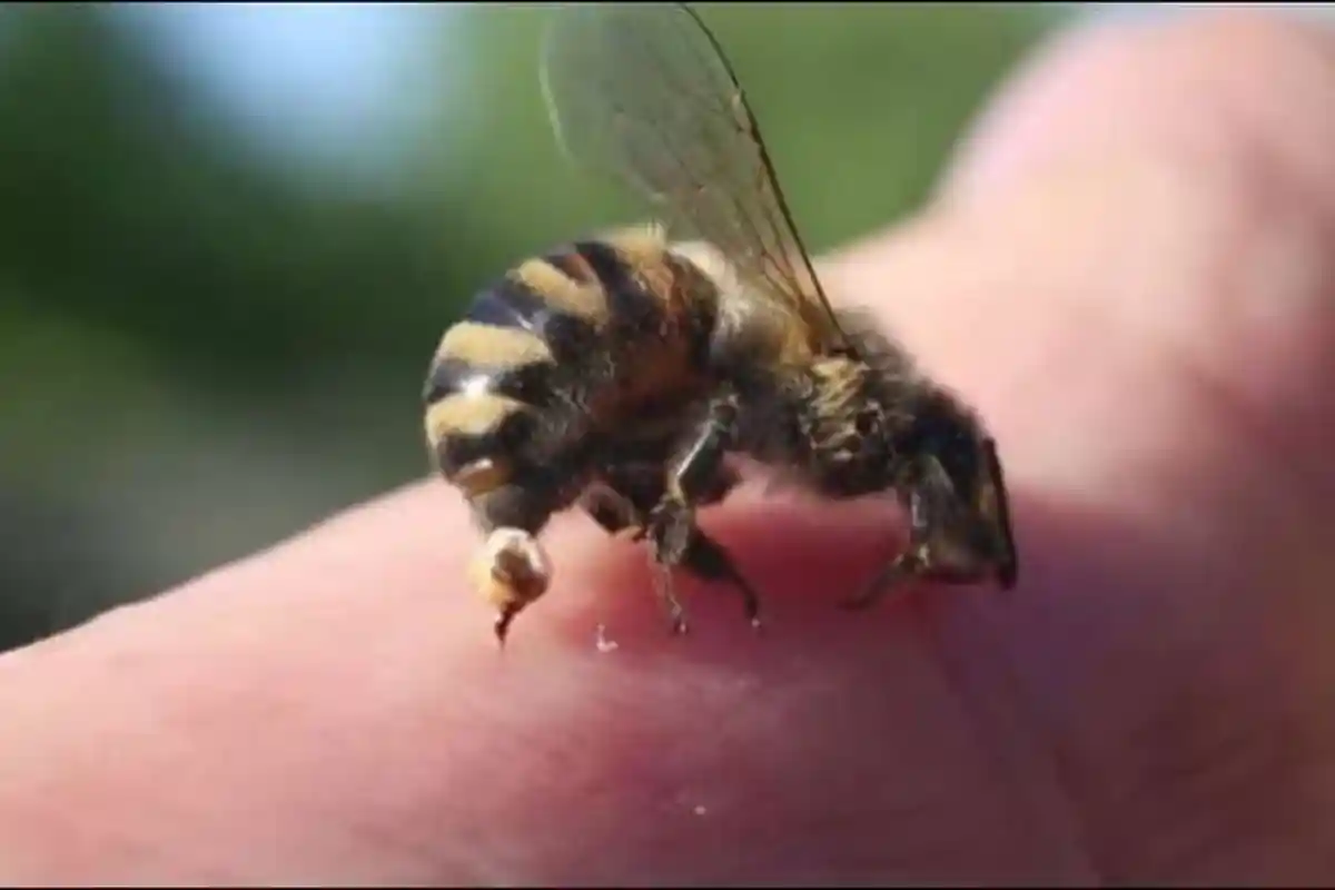 Arti Mimpi Disengat Lebah, Waspadalah! Maknanya Identik dengan Pertanda Buruk yang Mengerikan