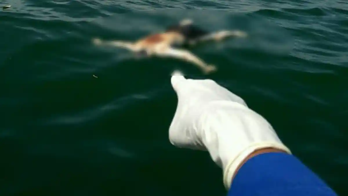 3 Mayat Dipastikan Warga Sumbar dan Sumut dari 10 Mayat Ditemukan Mengapung di Perairan Riau