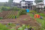 Dampak-kerusakan-tanah-pertanian-usai-longsor-yang-mengakibatkan-luapan-air-di-kota-batu.jpg