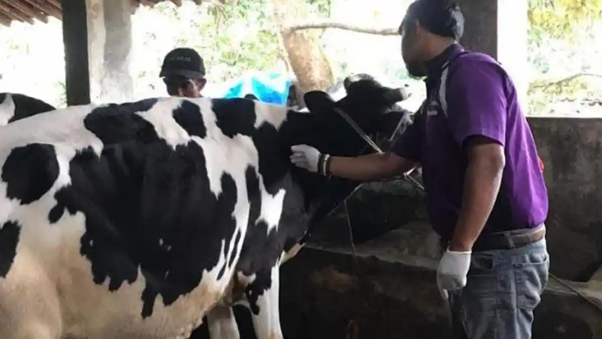 763 Sapi di Jember Terpapar Penyakit Mulut dan Kuku, Puluhan Ekor Terpaksa Disembelih