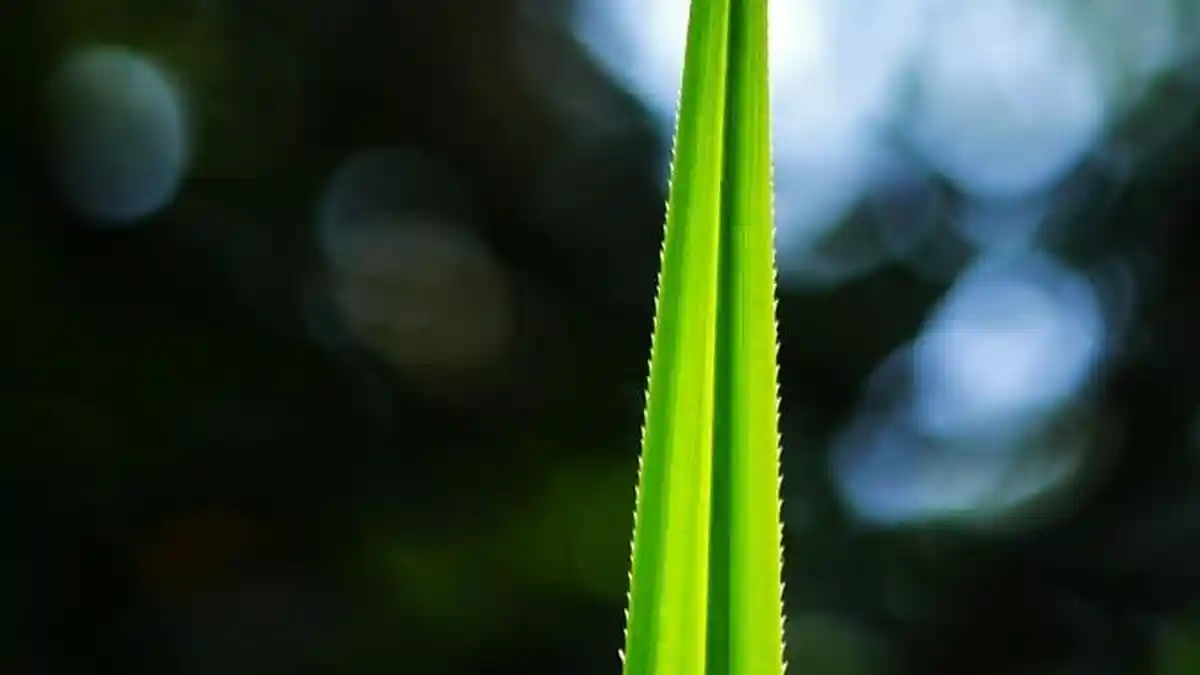 TUMPEK Wayang & Kajeng Kliwon Uwudan 22 Juni 2024, Jangan Lupa Siapkan Pandan Berduri! Ini Maknanya