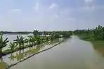 Belasan Tahun Lahan di Waduk Jabung Ring Dyke Tuban Beralih Fungsi Jadi Sawah, Penyebab Banjir?