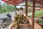 Harga-Durian-di-OKU-Selatan-Dibandrol-Rp-25-Ribu-Rp-35-Ribu-Perbuah-Mahal-Karena-Belum-Panen-Raya.jpg