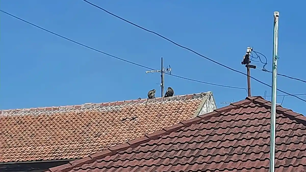 Biang Kerok Belasan Atap Rumah Rusak di Bendan Ngisor Semarang, Monyet Liar Serbu Permukiman Warga