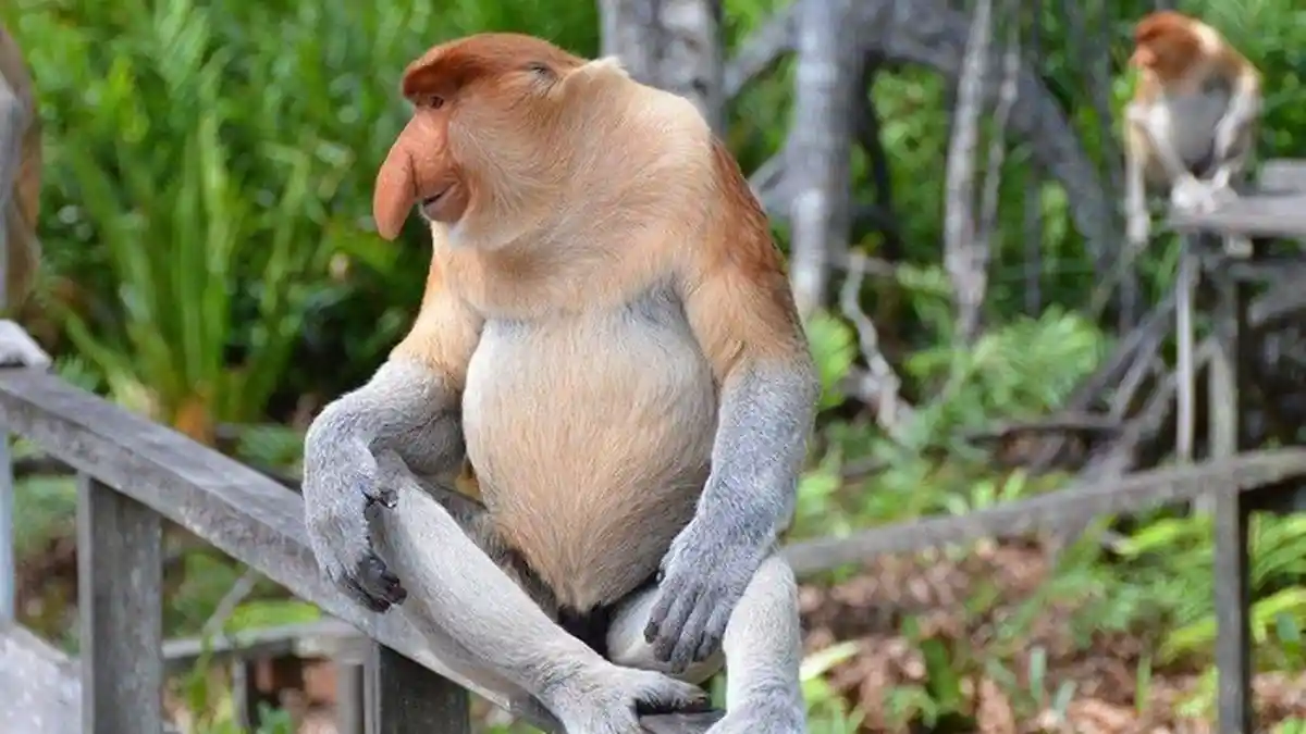 Daftar Fauna Endemik Kalimantan yang Nyaris Punah - Ada Beruang Madu hingga Bekantan