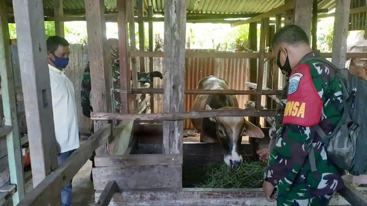 Berbekal Ilmu dari Pusdikter TNI AD, Babinsa Koramil 10/Peukan Bada Bina Peternak Sapi Lokal