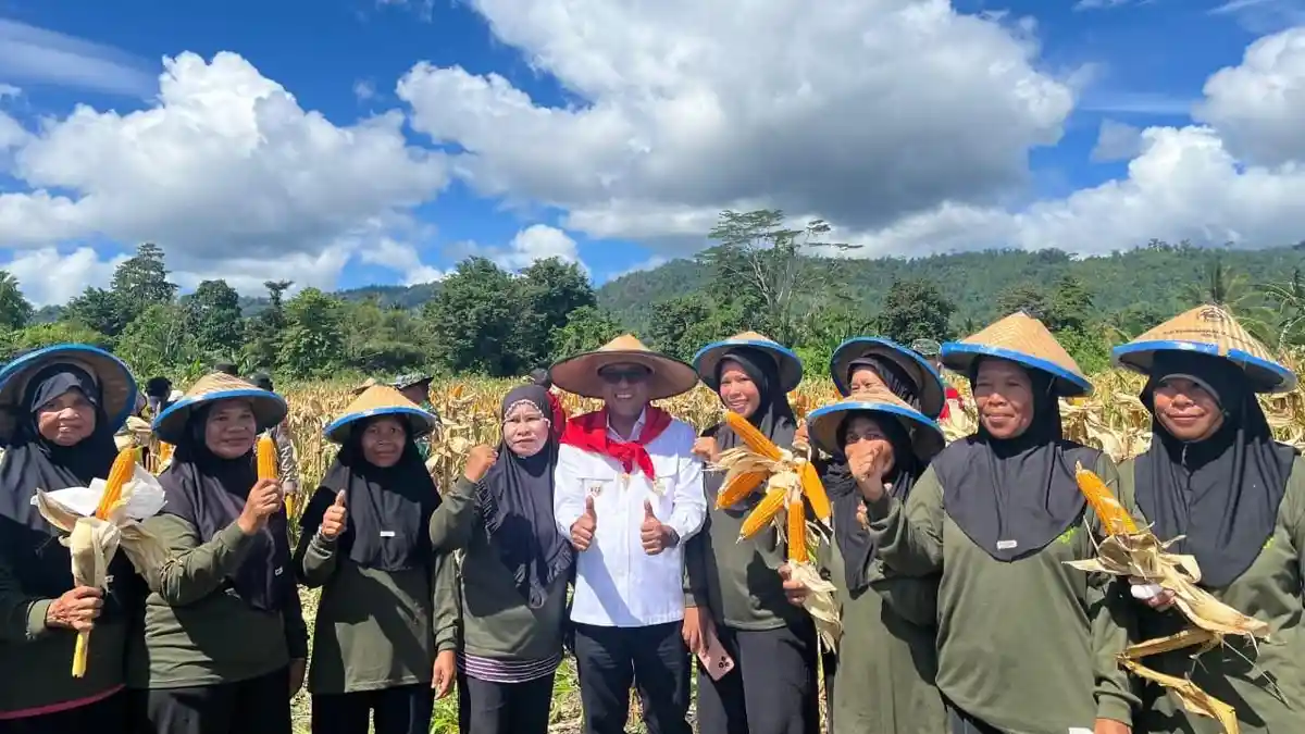Bupati Malteng Hadiri Panen 3 Hektar Jagung Hibrida Produksi BUMNEG Tehoru