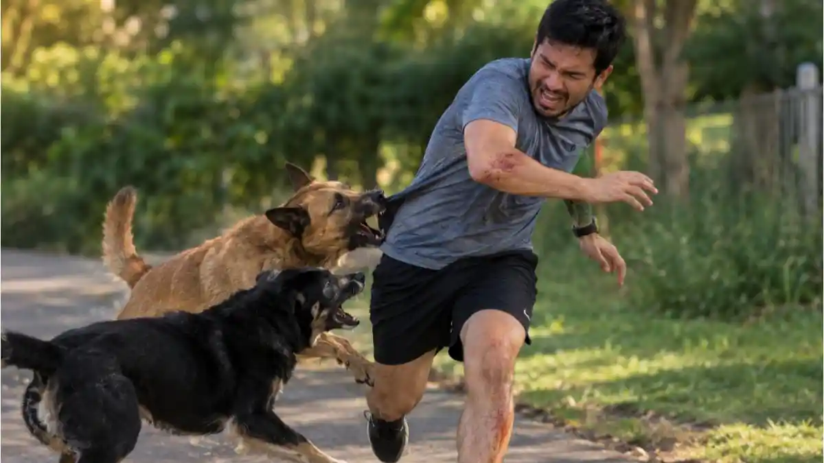 Joging Berujung Maut, Ajay Malik Kritis Diserang Anjing Misterius
