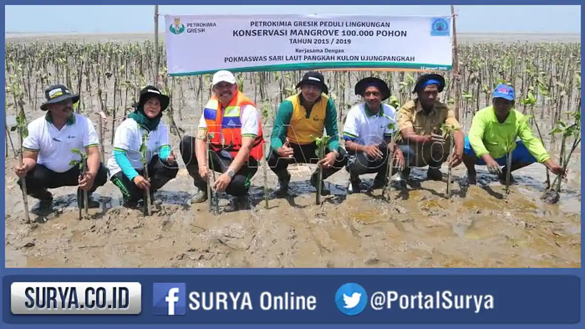 Peduli Lingkungan, PG Tanam 100.000 Bibit Mangrove di Ujungpangkah
